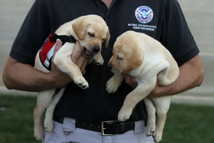 TSA Dogs in Action: Transportation Security Administration Puppy Program Manager Scott Thomas holds puppies Hoey (L) and Hatton in 2011<br>